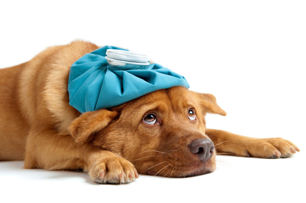 Can Dogs Get a Cold? Understanding Your Pup’s Symptoms and Care