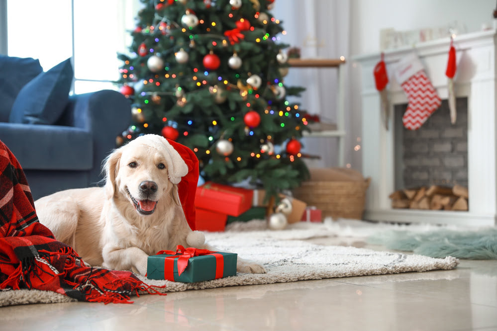 A dog sat with Christmas gifts beneath a Christmas tree