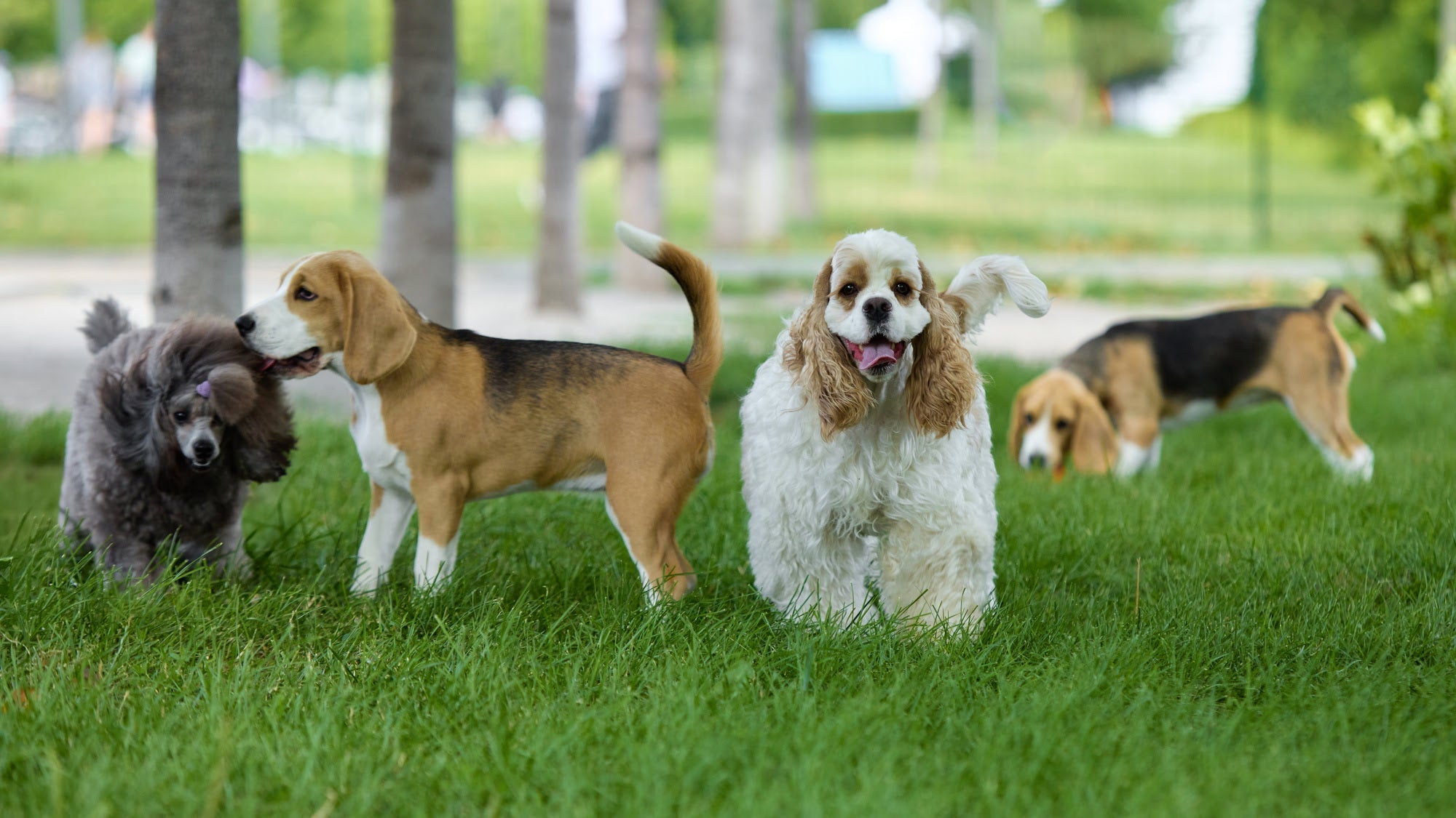 Dogs socialising 