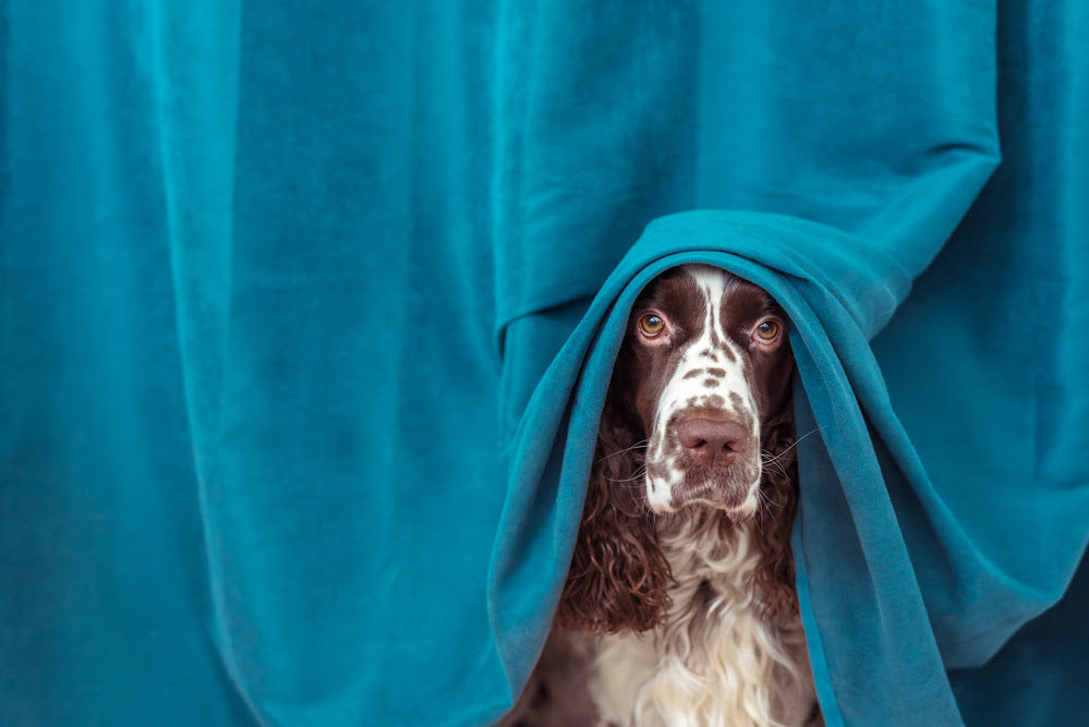 A scared dog hiding under curtains