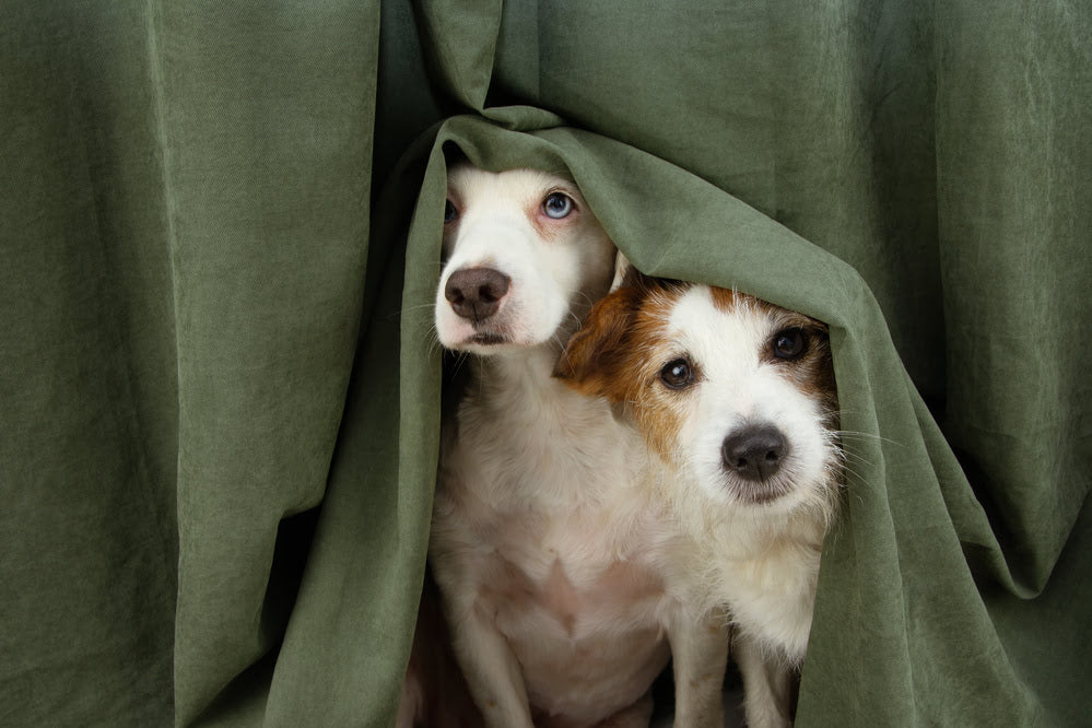 6 Tips to Keep Your Dog Calm During Bonfire Night