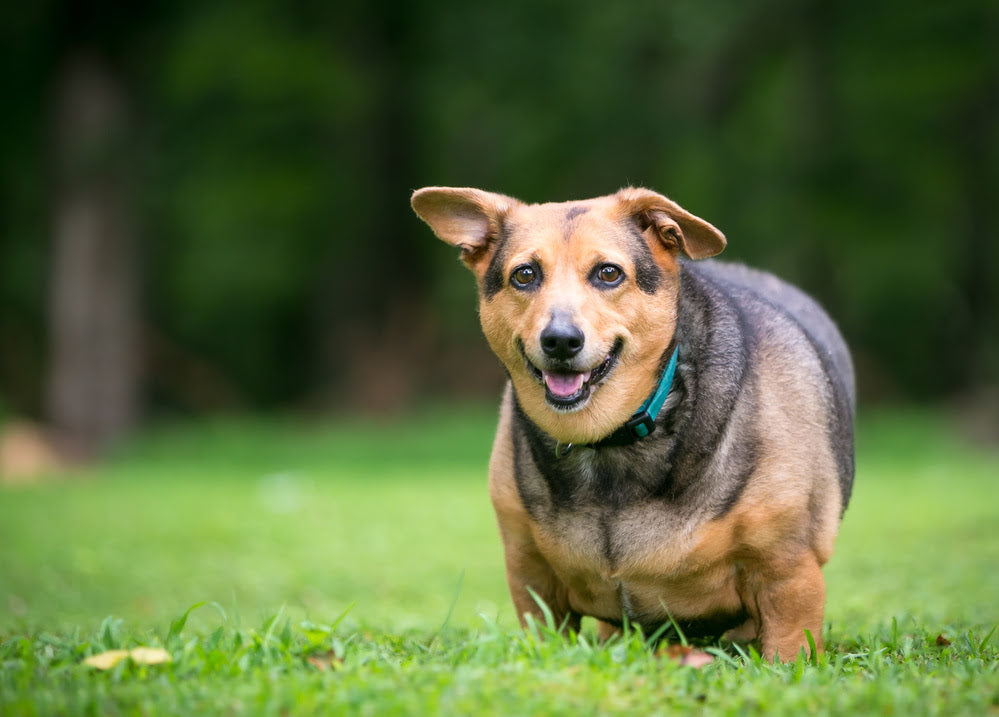 9 Effective Ways to Help Your Overweight Dog Shed Pounds