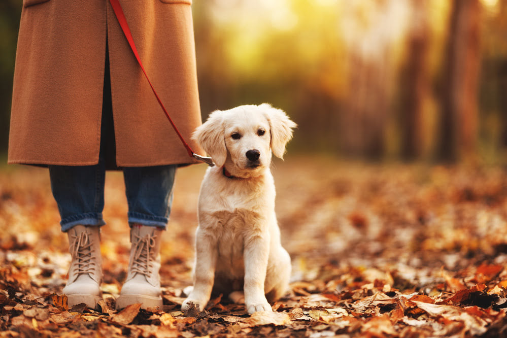 A golden retriever puppy on a leash