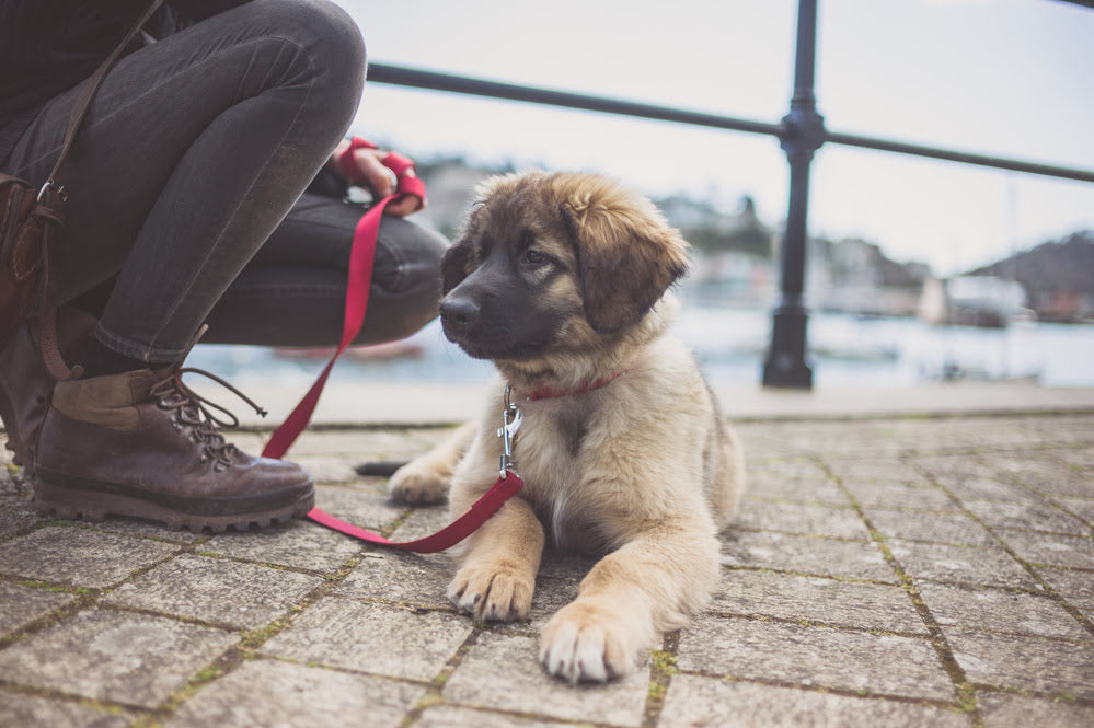 A puppy on a leash out for a walk