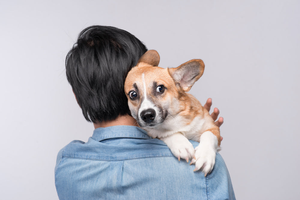 A scared Corgi being held by a man