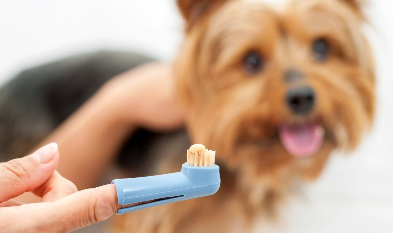 dog with finger toothbrush
