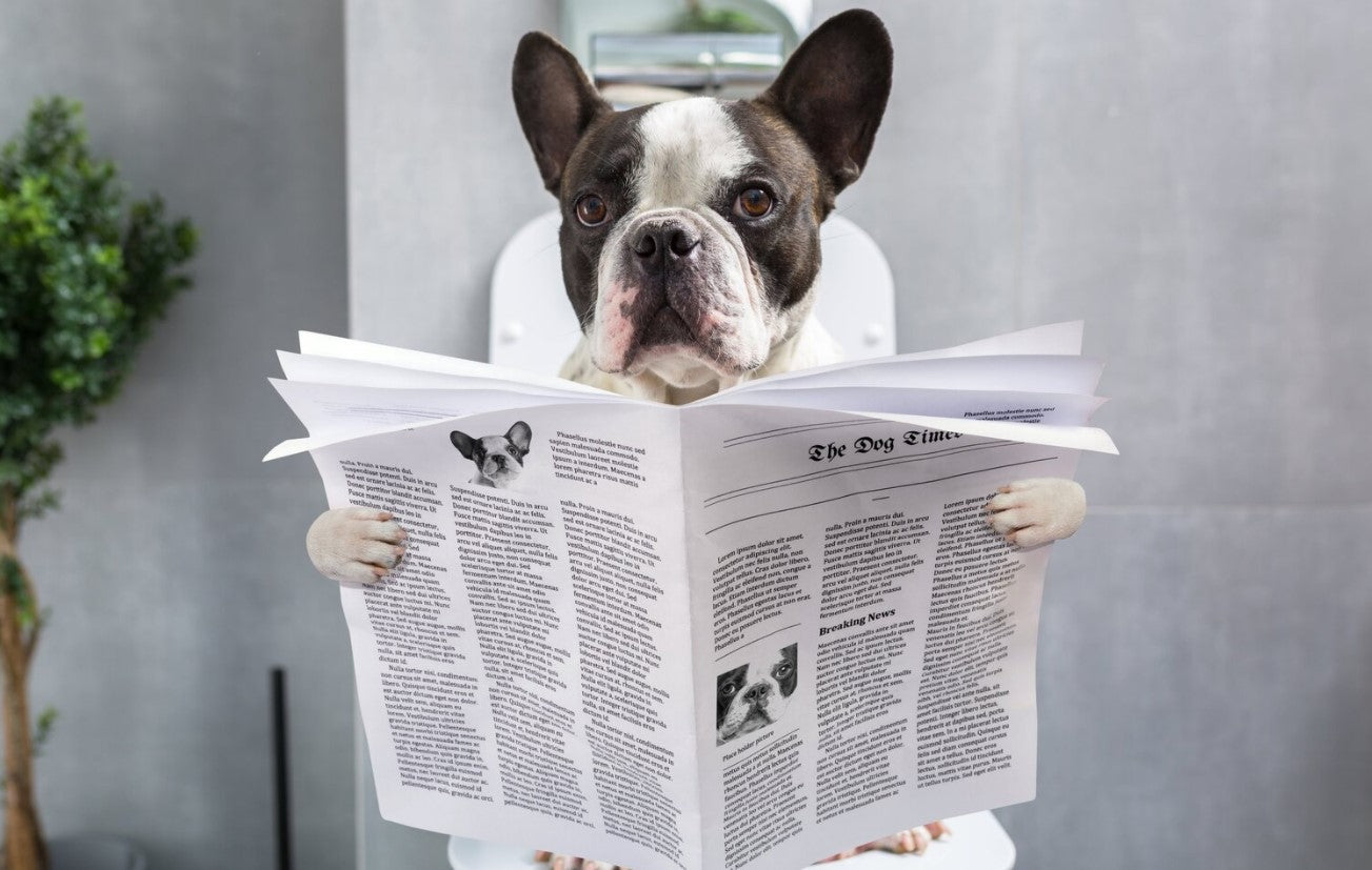French Bulldog reading a newspaper whilst using the toilet