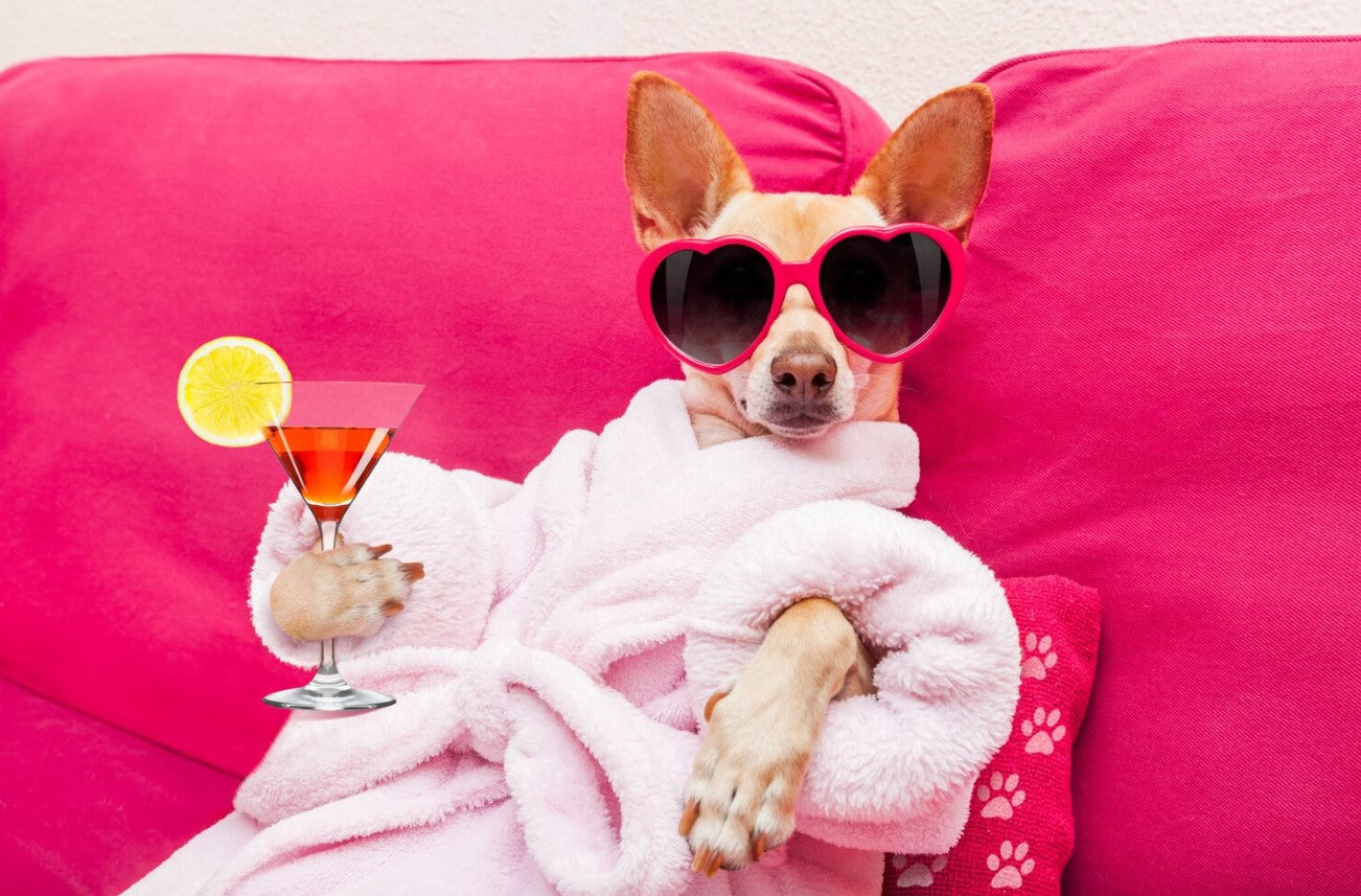 A small dog in a bathrobe and sunglasses relaxing with cocktail