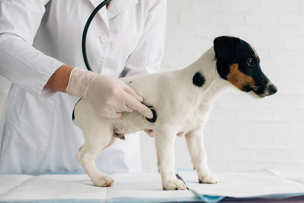 Vet Checking Dog's Stomach