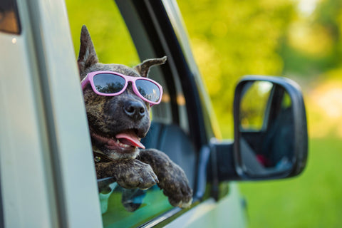 A puppy wearing pink sunglasses pants as it hangs its head out of the car window.