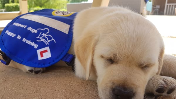 Support Dogs puppy in training