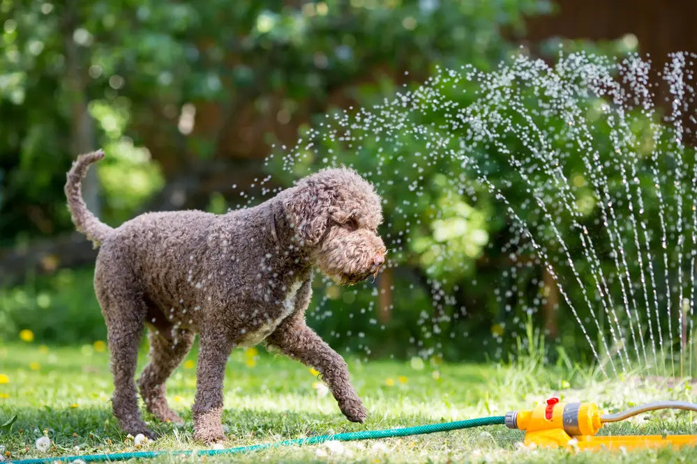 A cockerpoo playing in a sprinkler on a sunny day