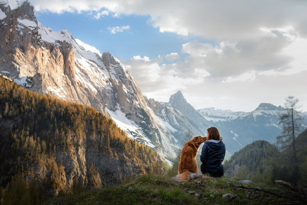 A dog sat on a mountain with its owner
