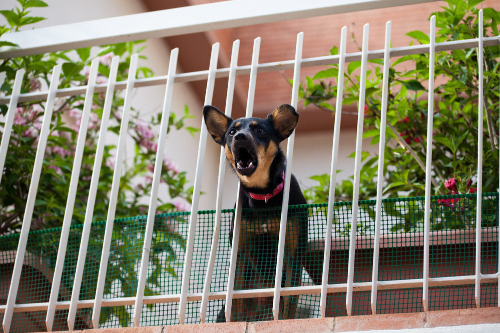 dog barking at visitor through fence