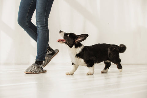 A dog following its owner