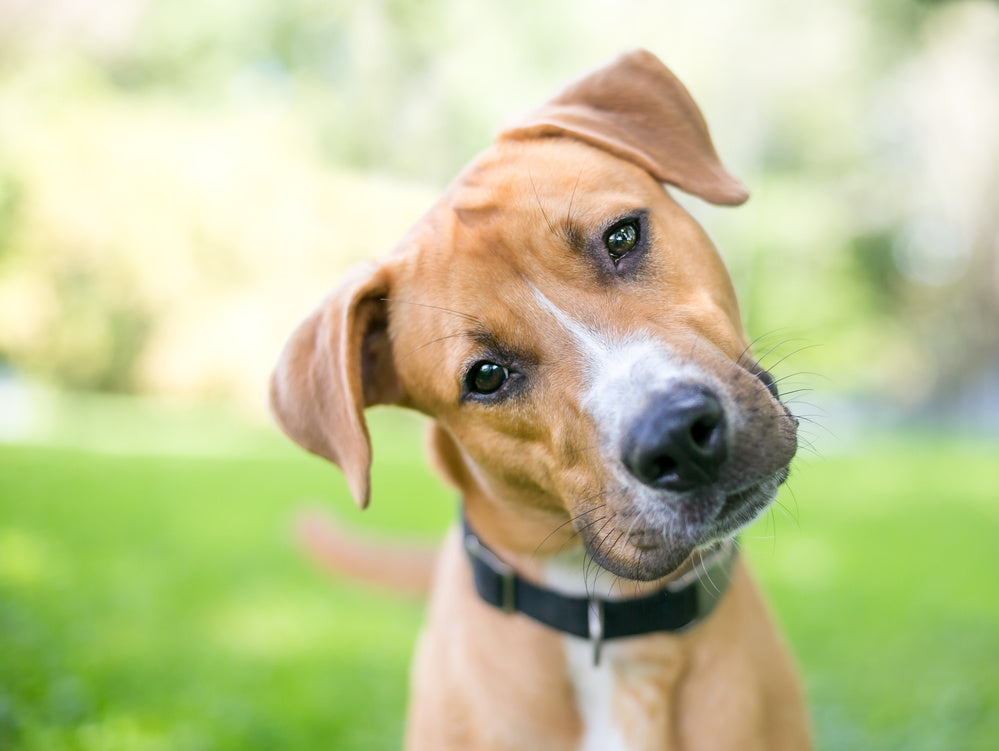 Why Do Dogs Tilt Their Heads? | Tuff Pets