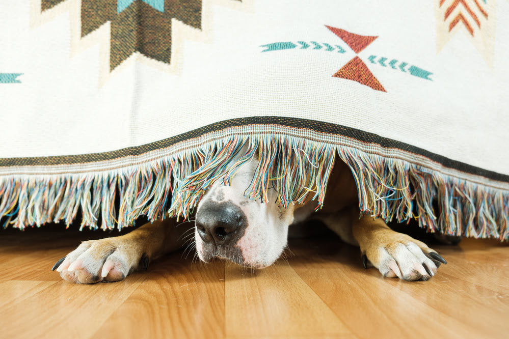 A scared dog hiding under a bed