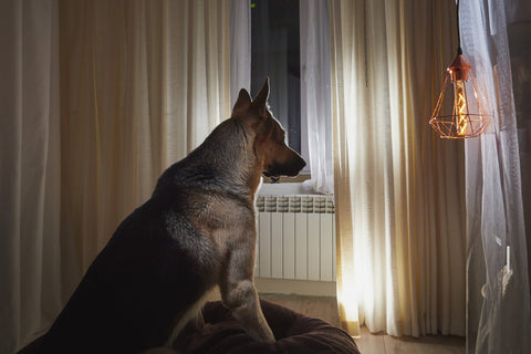 Dog in a dark room with lamplight