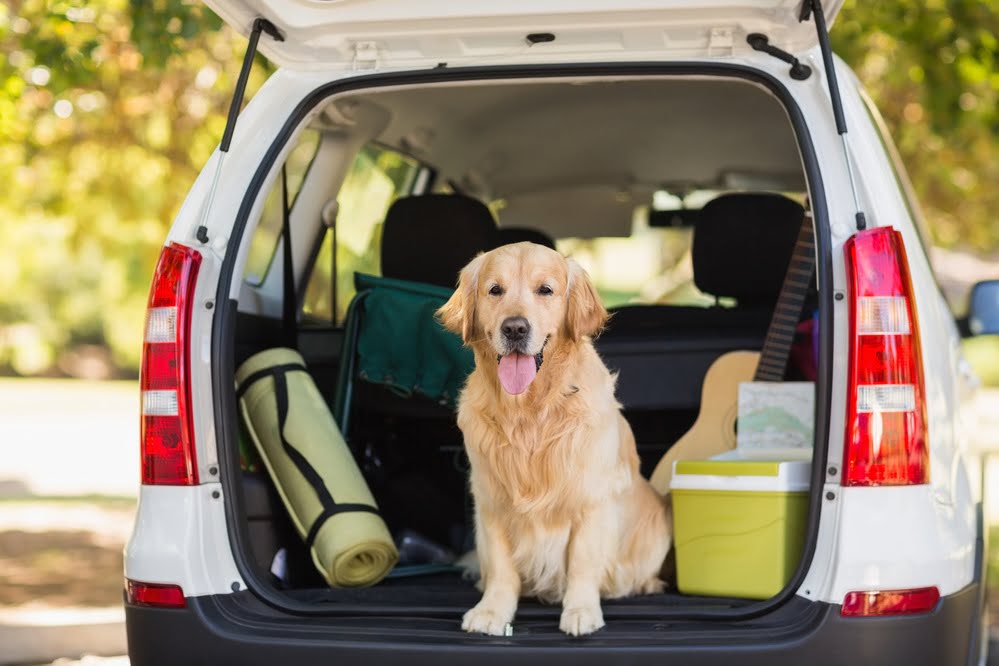 Cruising with Canines: 10 Essential Tips for Stress-Free Road Trips with Your Dog