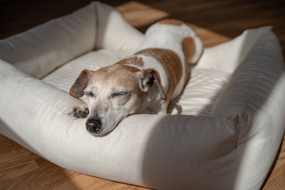 A dog sleeping in its bed