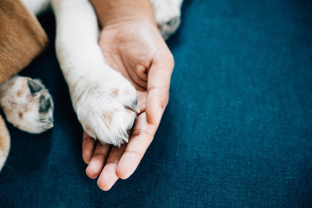 do paw on hand