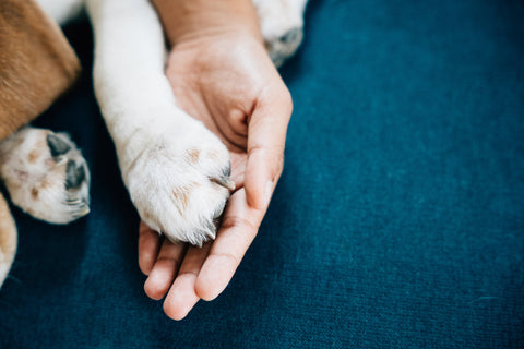 do paw on hand