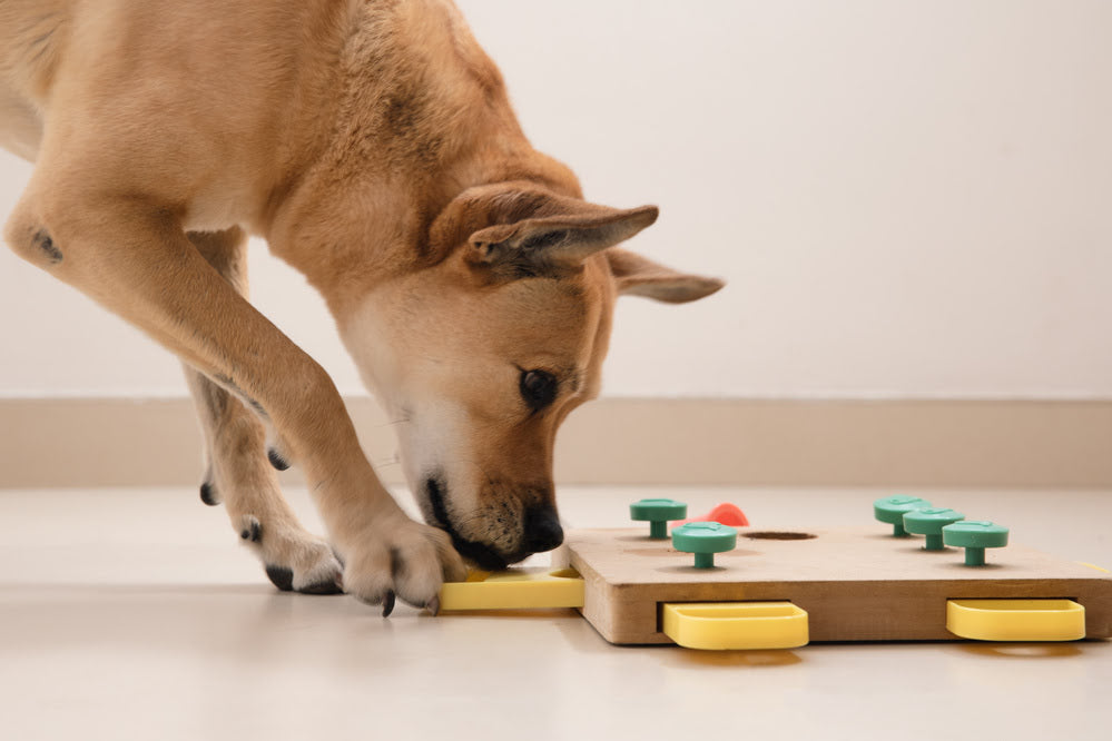 Dog playing with a puzzle toy