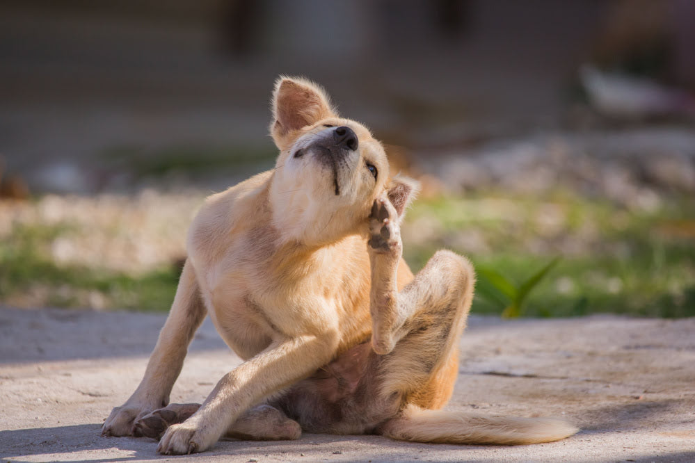 A dog with a skin allergy scratching itself