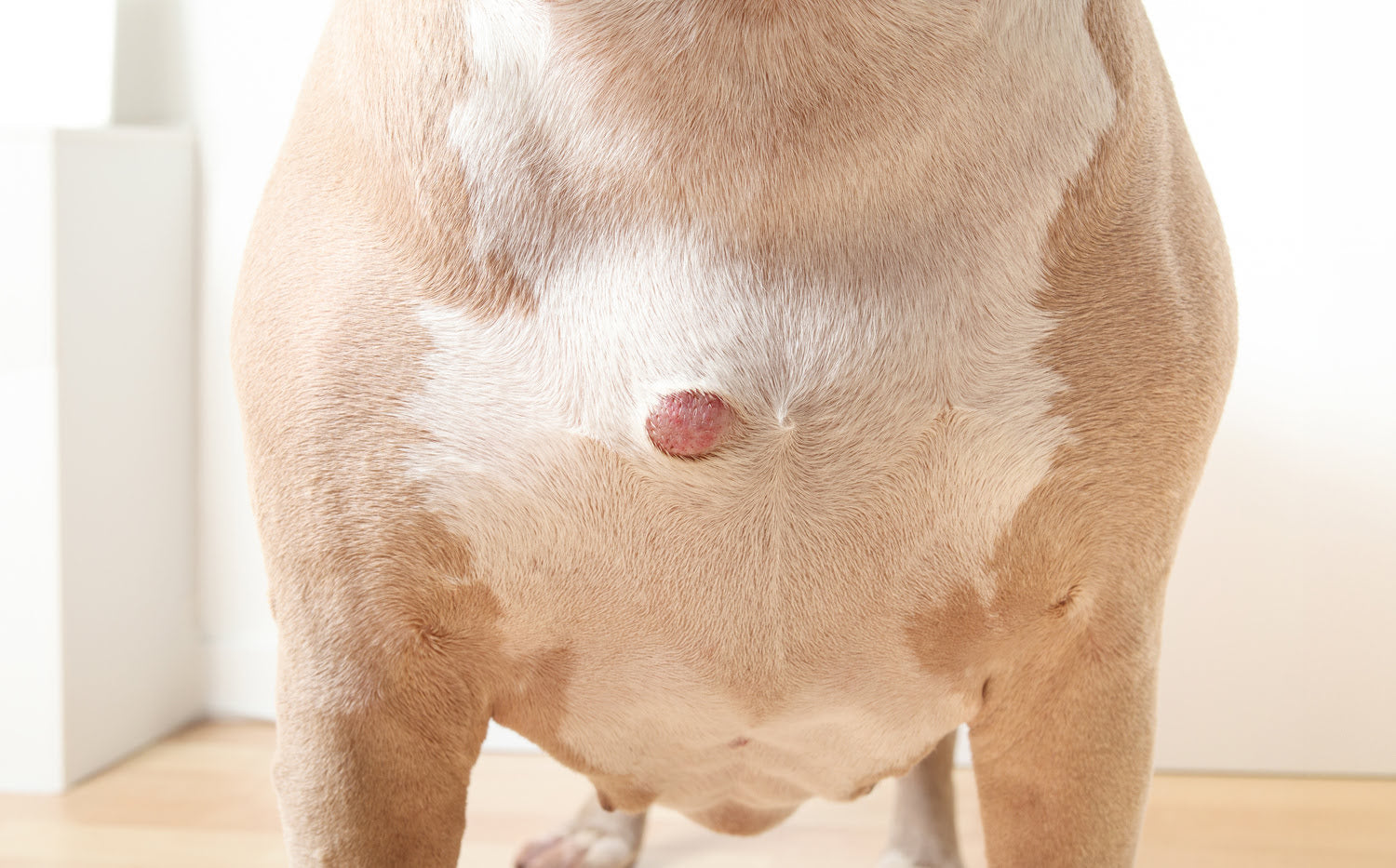 A dog with a small tumour on its chest
