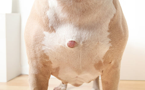 A dog with a small tumour on its chest