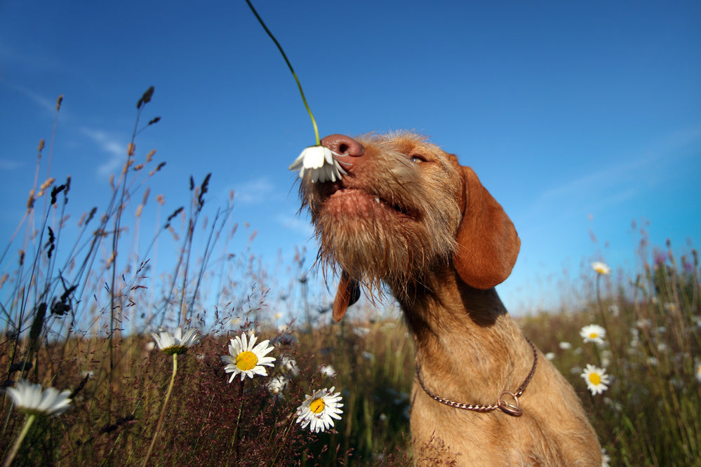 a dog sniffing a flower