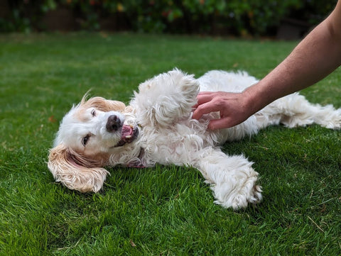 dog showing its chest submissively 