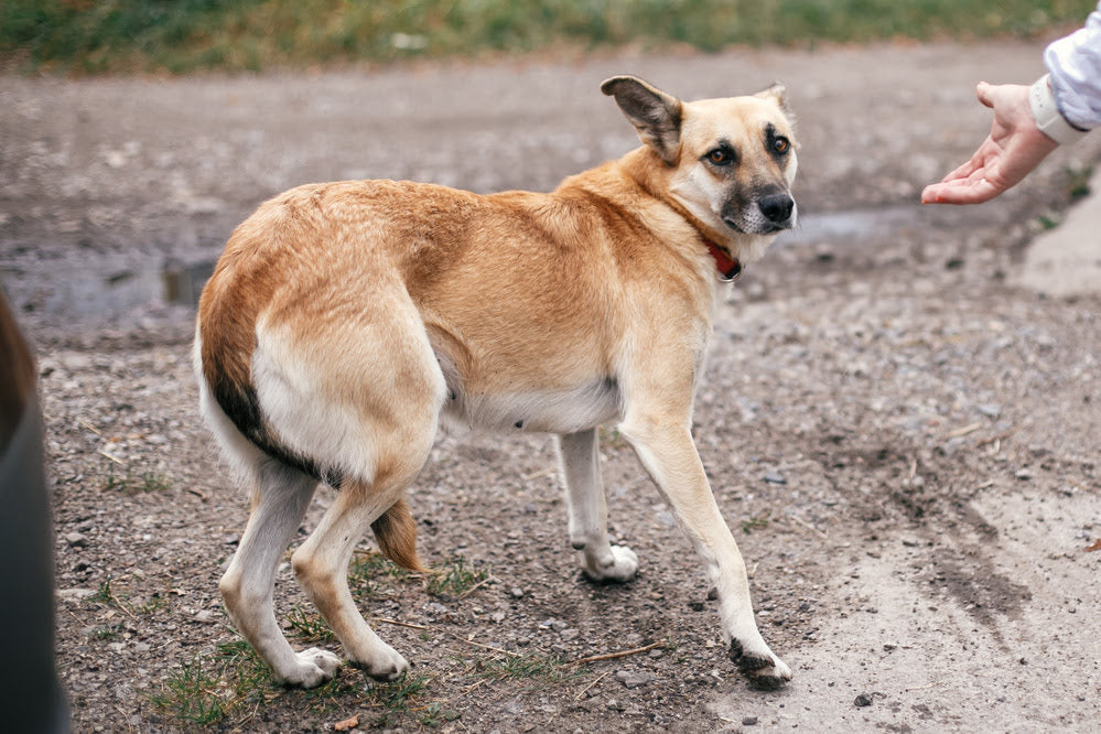 A dog with its tail between its legs