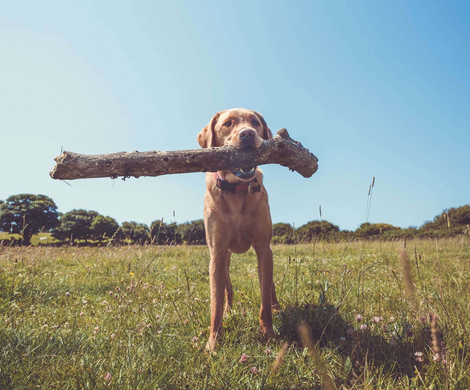 Why Dogs Love Sticks and When Sticks Become Risky: A Complete Guide for Owners