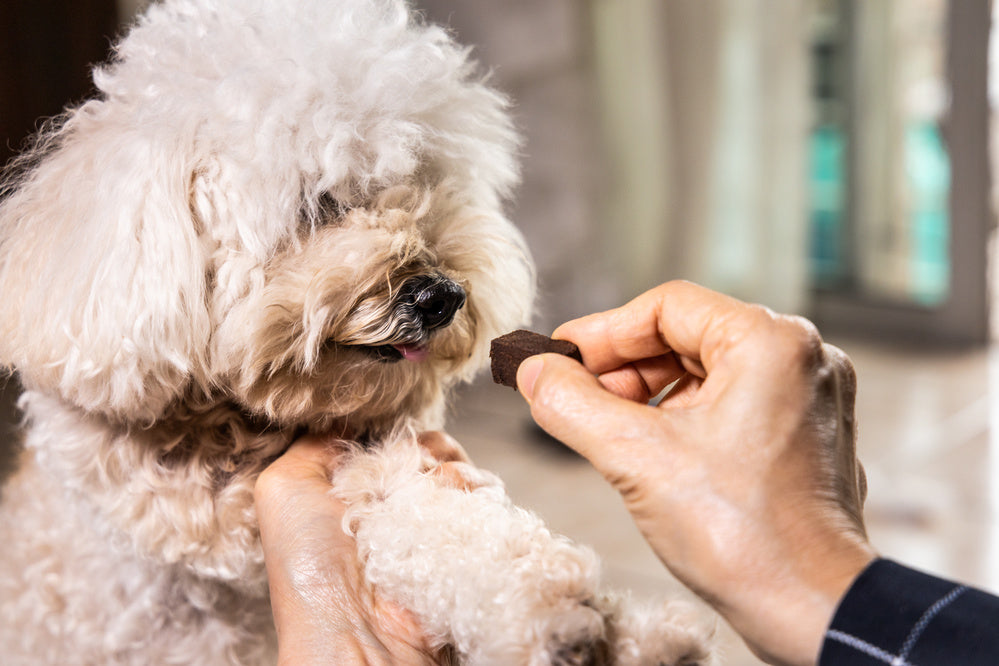 dog being given worming chew