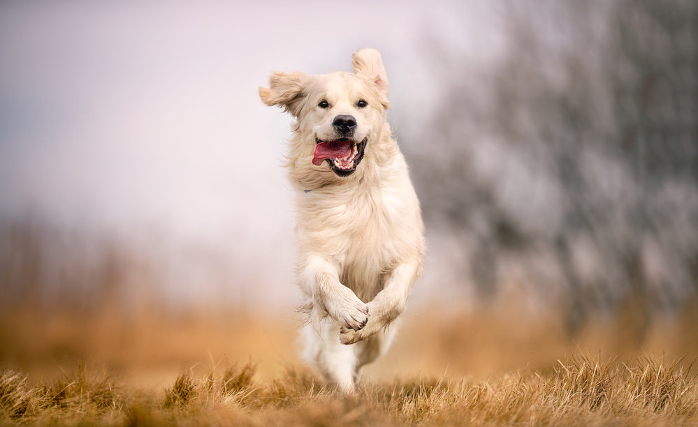 A happy dog bounding through grass