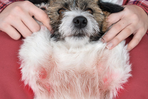 dog with itchy red skin