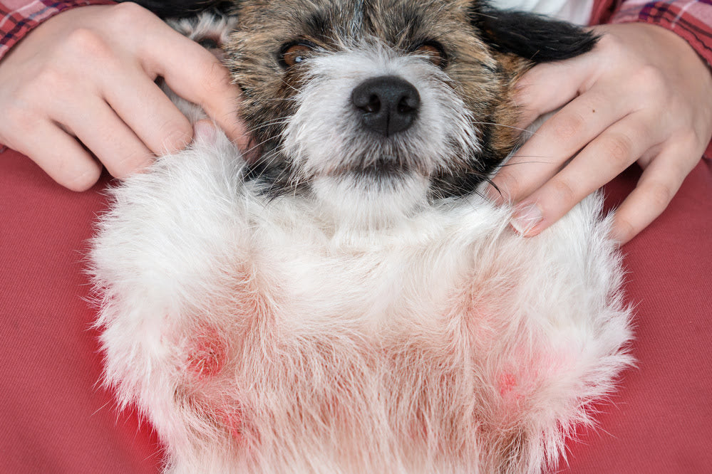 dog with itchy red skin