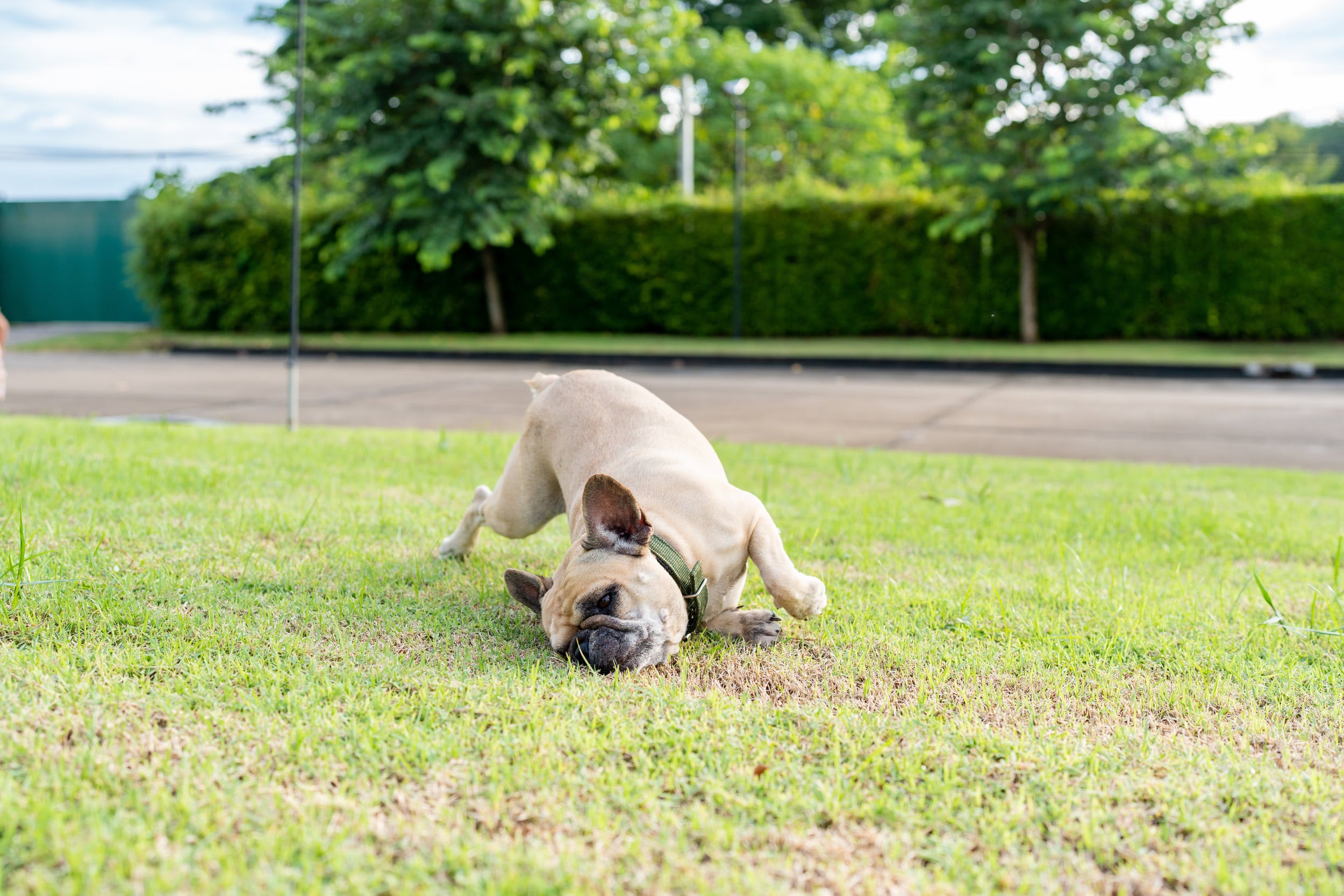 A pug rubbing its face on the ground