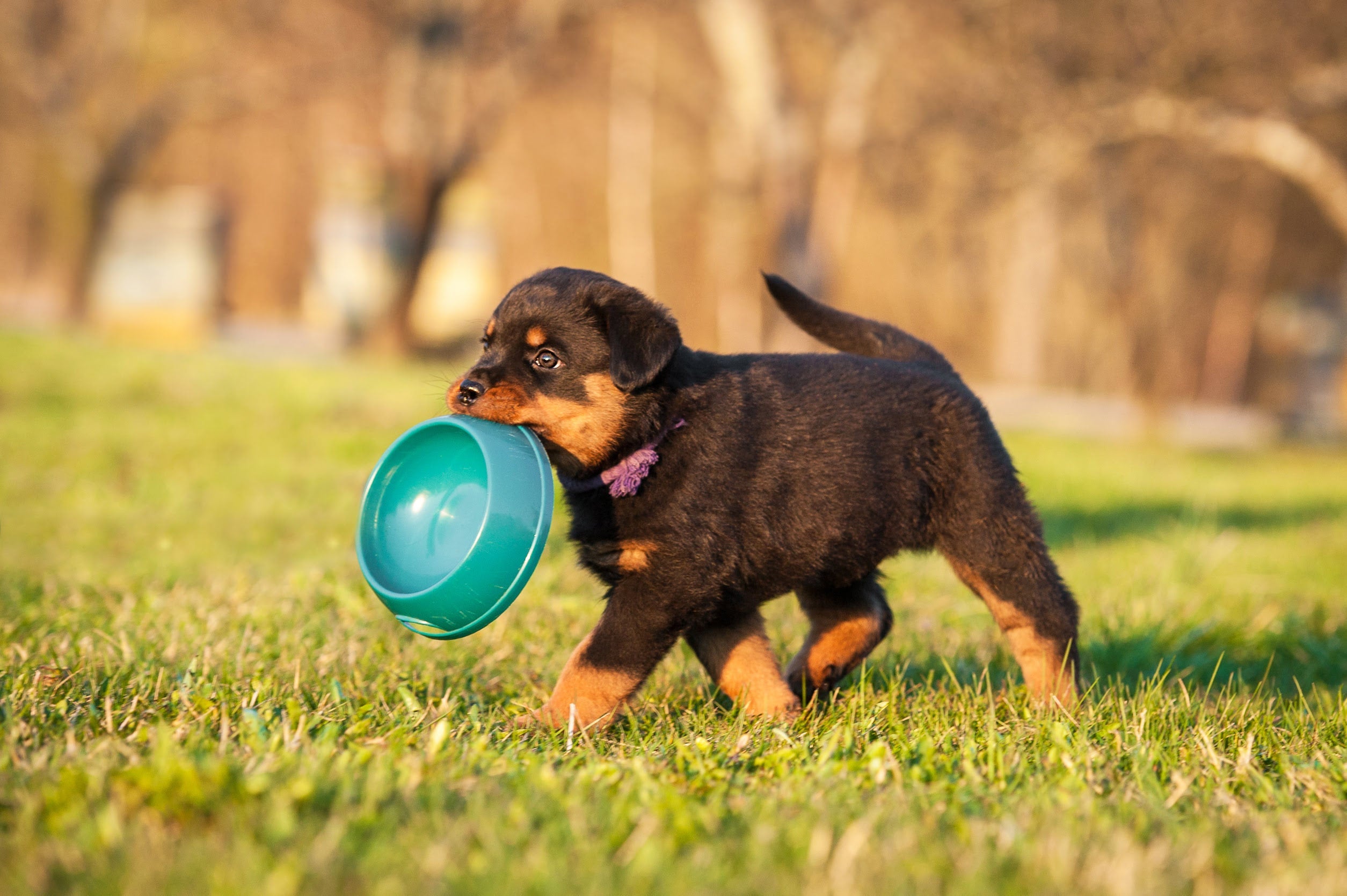 A puppy carrying its food bowl
