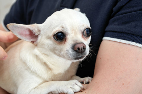 A small, scared dog trembling