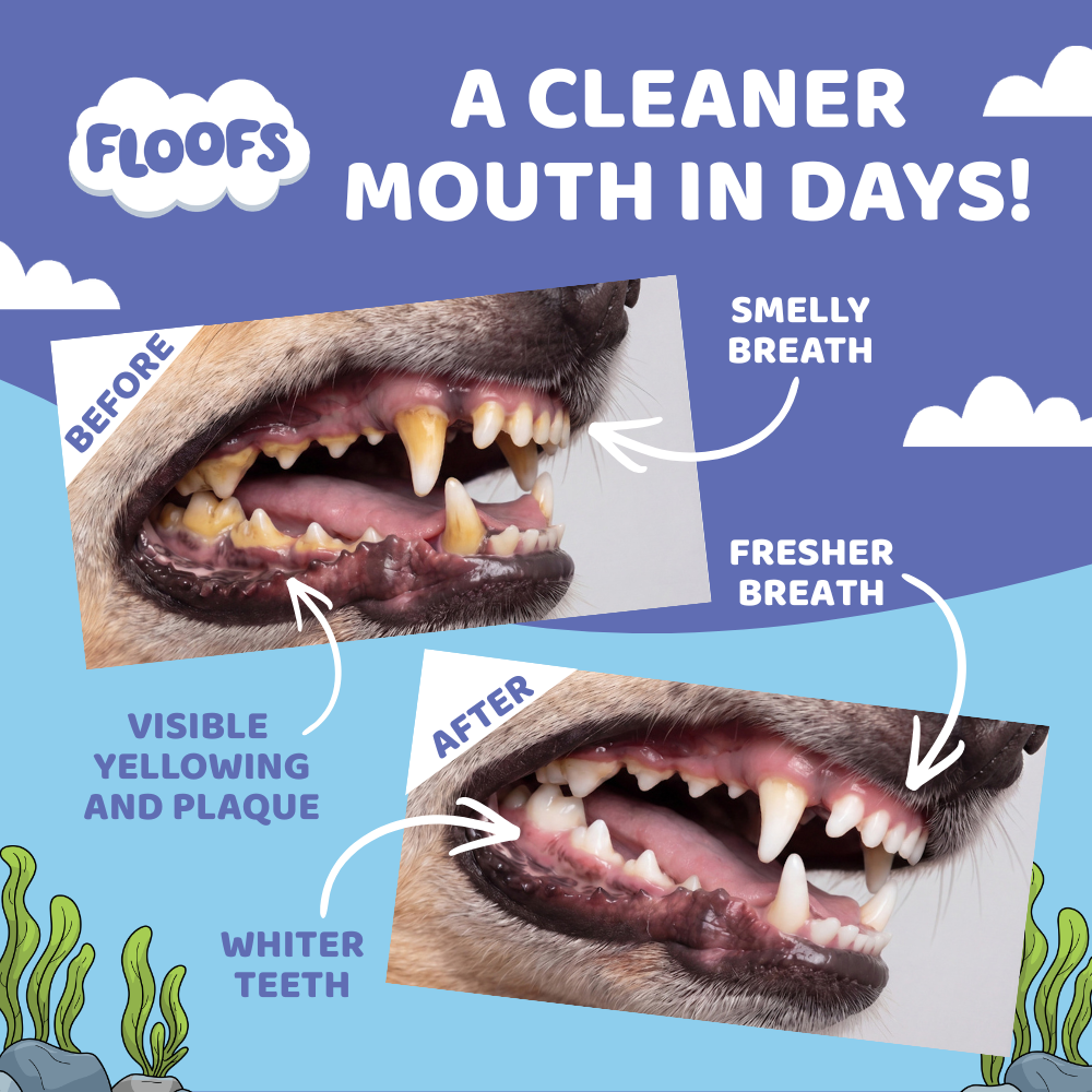 Floofs Dental Powder